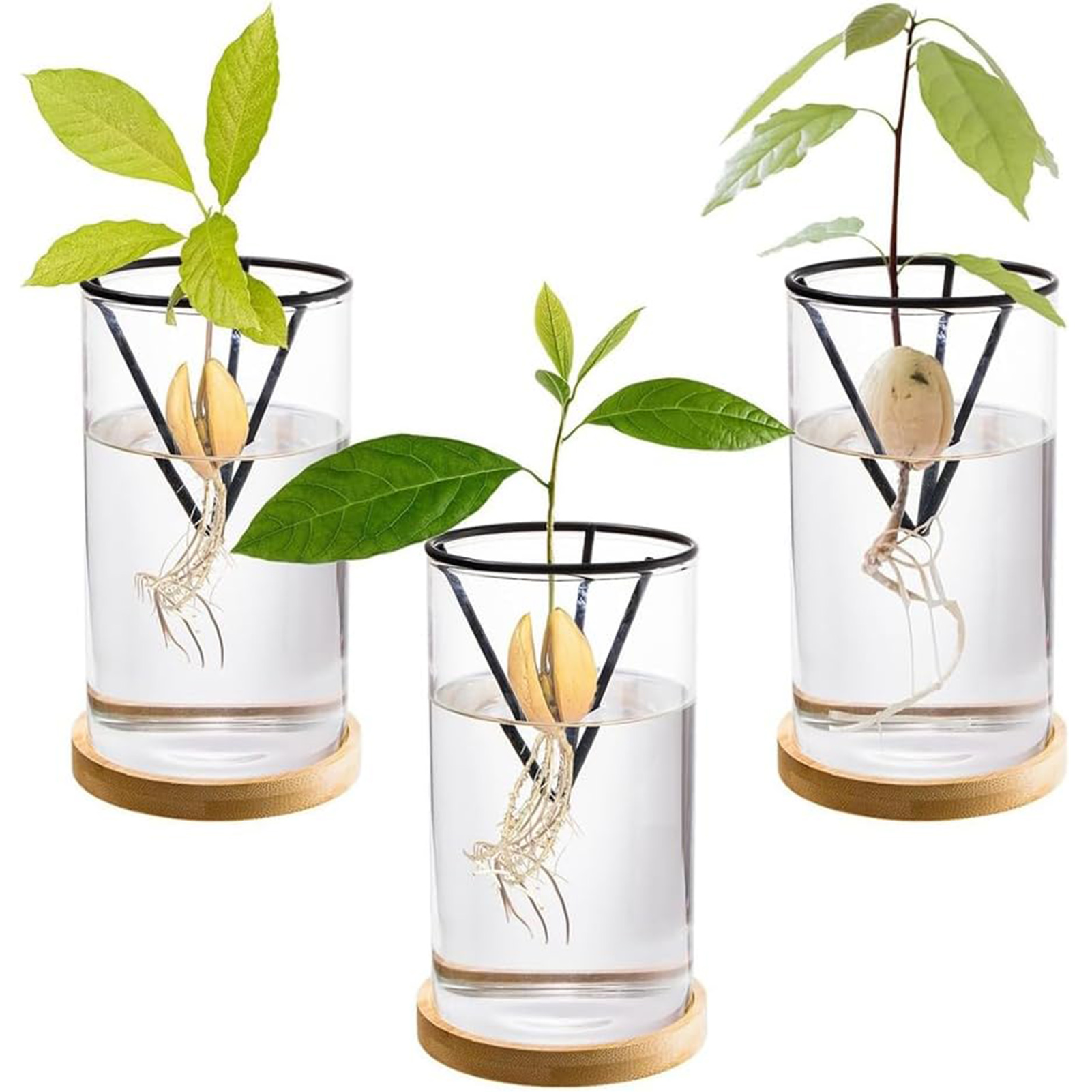 1 مجموعة شجرة الأفوكادو تزايد  - مراجعة Crystal Growing Kit وسعره