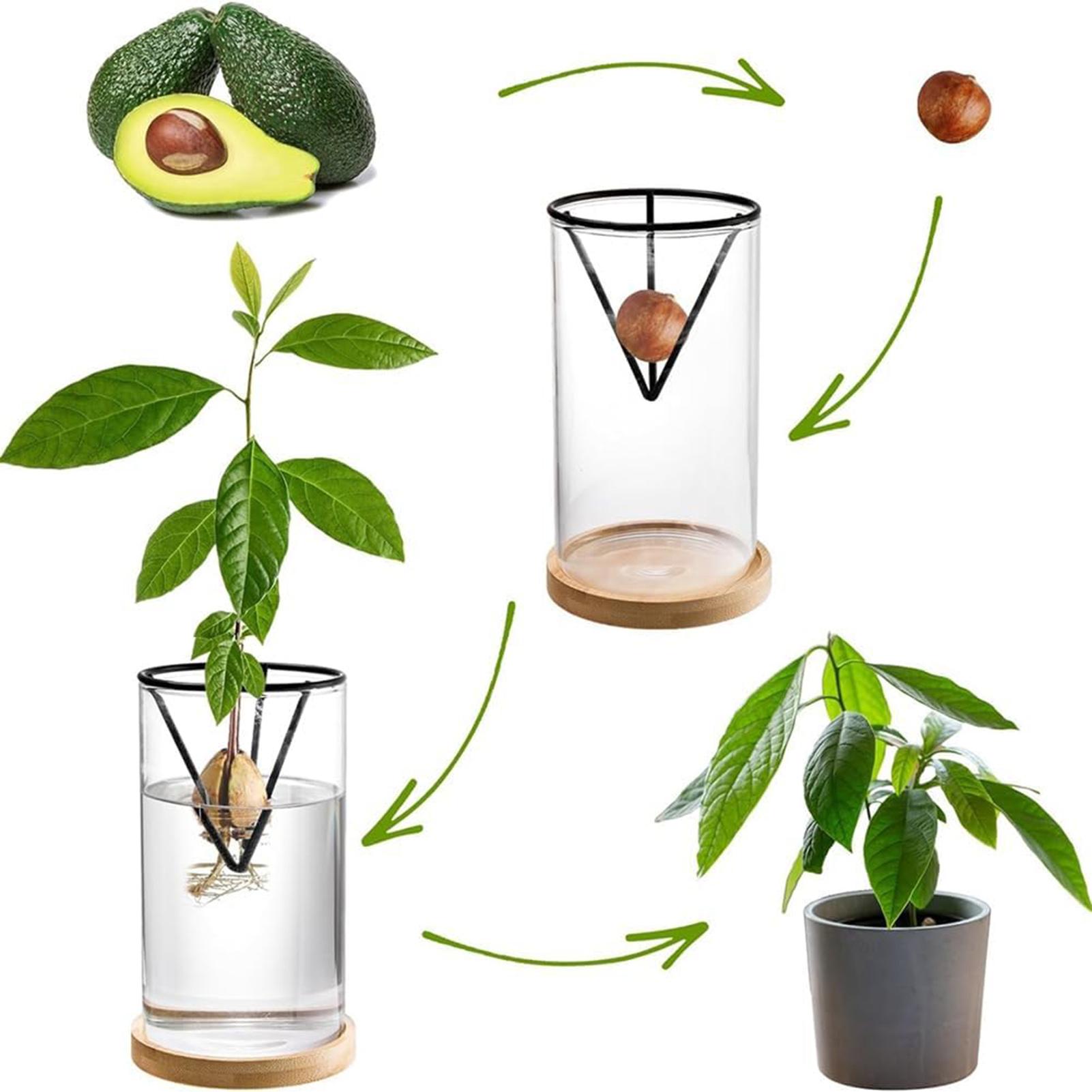 1 مجموعة شجرة الأفوكادو تزايد  - مراجعة Crystal Growing Kit وسعره