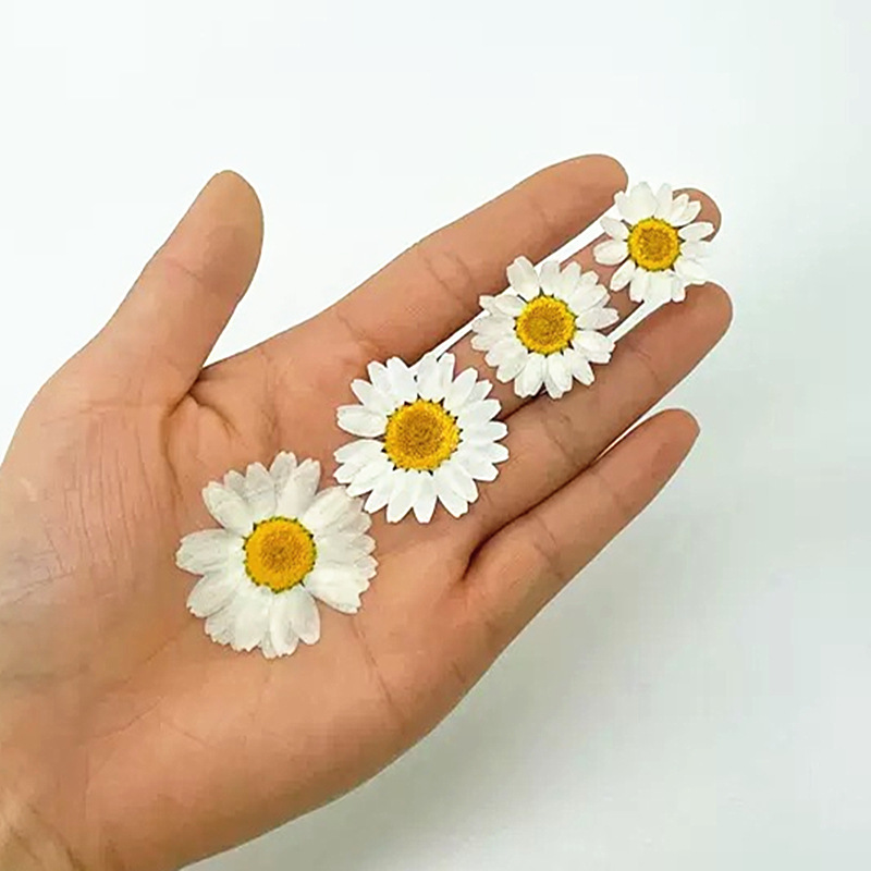 100 قطعة من زهور الأقحوان الكر - مراجعة Crystal Growing Kit وسعره